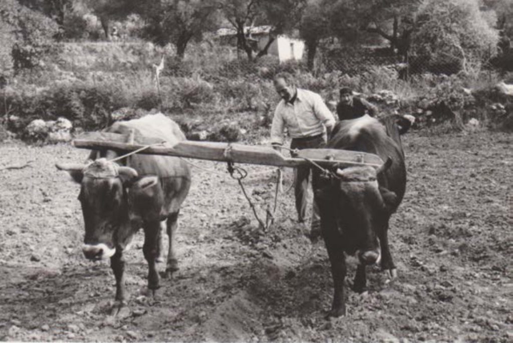 Ploughing with the wooden plough