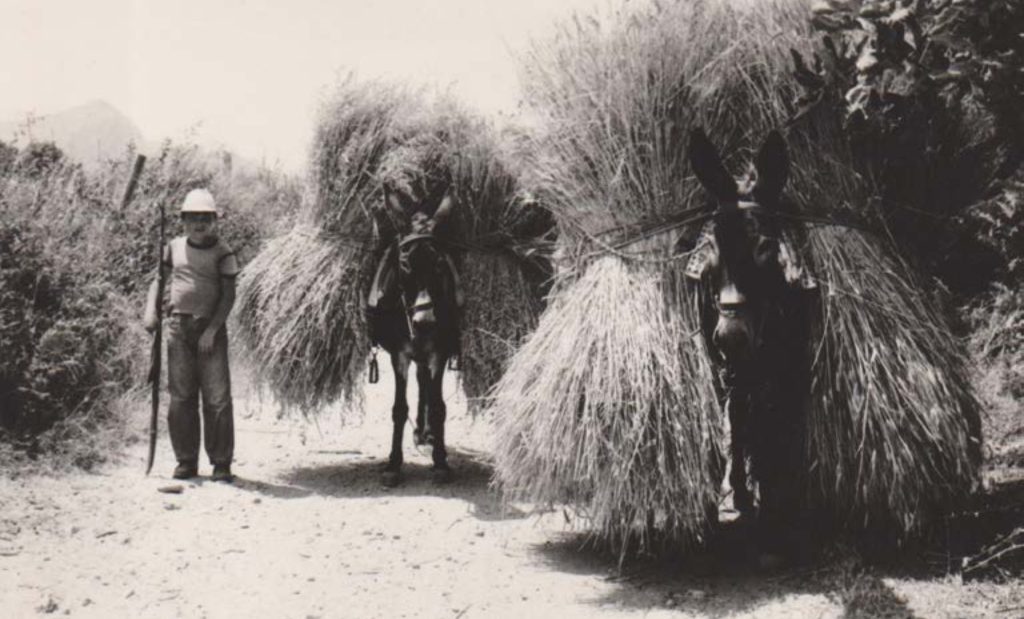 Transporting the harvested cereals in the treshinf floor- aloni