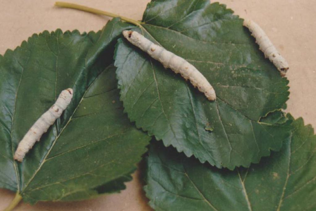 Feeding the silkworms with mulberry leaves