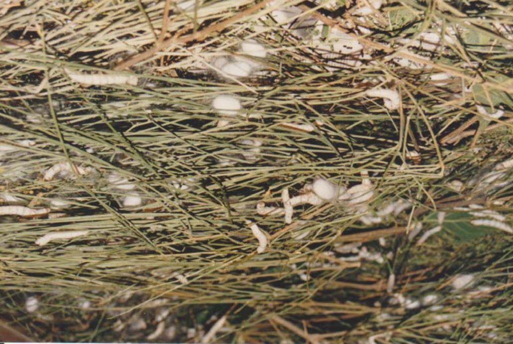 The making of the cocoon